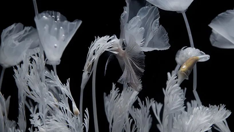 日本藝術(shù)家新作展覽活動(dòng)推出的水上花園，透明的花令人難以置信