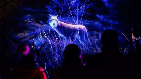 看，白雪季節(jié)的燈光秀活動策劃的主角是一群夜行動物，真美