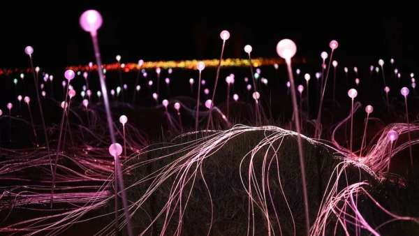 原野上的一場沉浸式燈光秀活動仿佛夜空中花朵般怒放