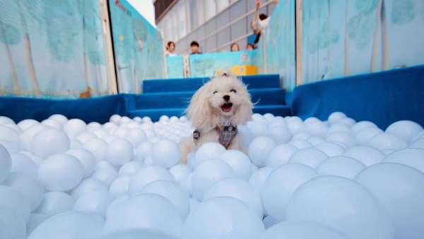 萌寵嘉年華會(huì)展活動(dòng)上歡聲一片，萌寵們更是釋放了束縛放開玩