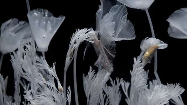 日本藝術(shù)家新作展覽活動(dòng)推出的水上花園，透明的花令人難以置信