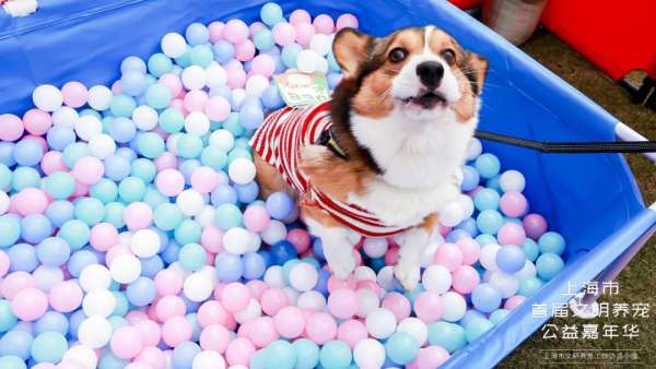 魔都寵物嘉年華活動策劃，各大萌寵治愈力真的超級MAX！