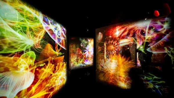 「B.A綻放生命之美」沉浸式展覽活動(dòng)策劃，是生命律動(dòng)的藝術(shù)魅力