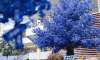 藍(lán)色櫻花節(jié)活動(dòng)策劃你見(jiàn)過(guò)嗎？一起沉浸于藍(lán)色櫻花的夢(mèng)幻中吧